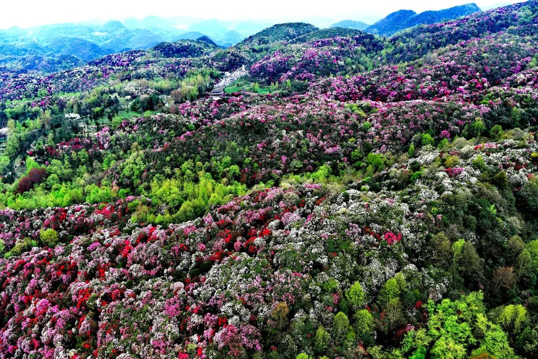 毕节杜鹃花观赏吋间_百里杜鹃杜鹃花季旅游线路_贵州百里杜鹃景区门票预约